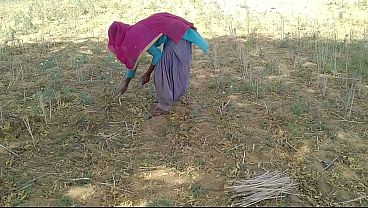 देसी इंडियन बॉयफ्रेंड ने खेत में काम कर रही उसकी मस्त चोदा